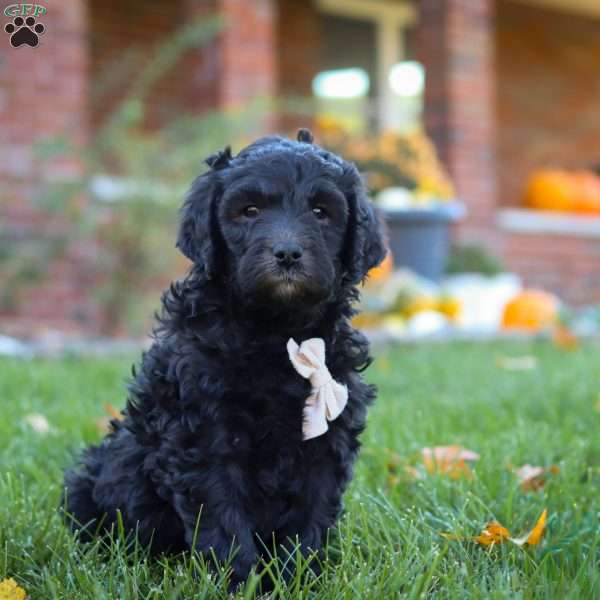 Oliver, Newfypoo Puppy