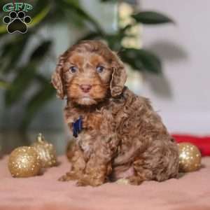 Oliver, Cockapoo Puppy