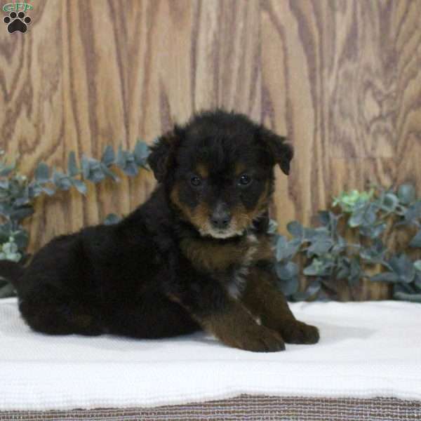Olivia, Blue Heeler Mix Puppy