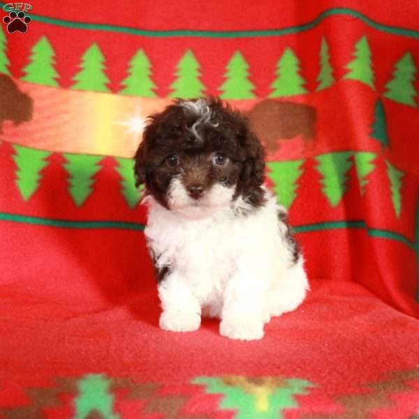 Olivia, Havapoo Puppy