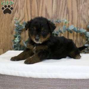 Olivia, Blue Heeler Mix Puppy