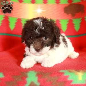 Olivia, Havapoo Puppy