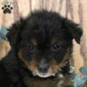 Olivia, Blue Heeler Mix Puppy