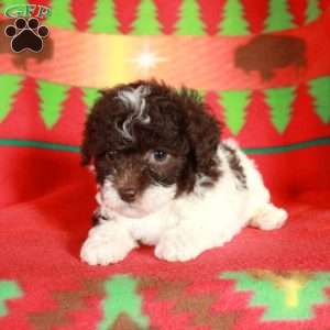 Olivia, Havapoo Puppy