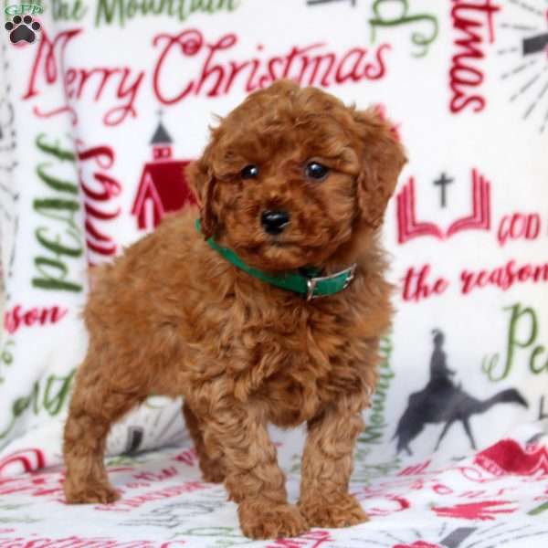 Ollie, Miniature Poodle Puppy