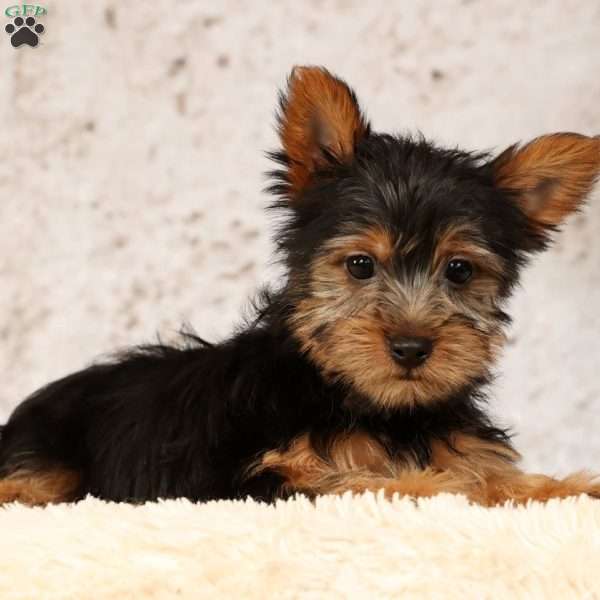 Ollie, Yorkie Puppy