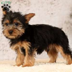 Ollie, Yorkie Puppy