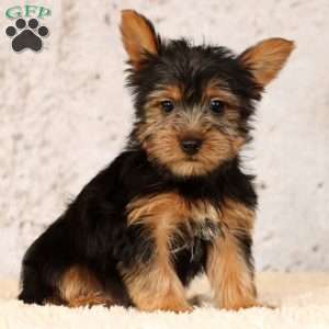 Ollie, Yorkie Puppy