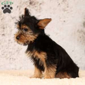Ollie, Yorkie Puppy