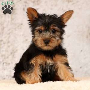 Ollie, Yorkie Puppy