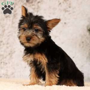 Ollie, Yorkie Puppy