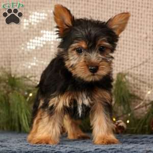 Ollie, Yorkie Puppy