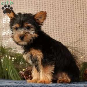 Ollie, Yorkie Puppy