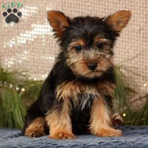 Ollie, Yorkie Puppy