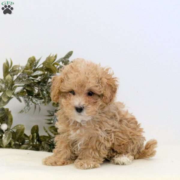 Onya, Maltipoo Puppy