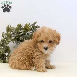 Onya, Maltipoo Puppy