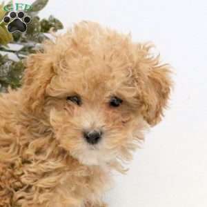 Onya, Maltipoo Puppy