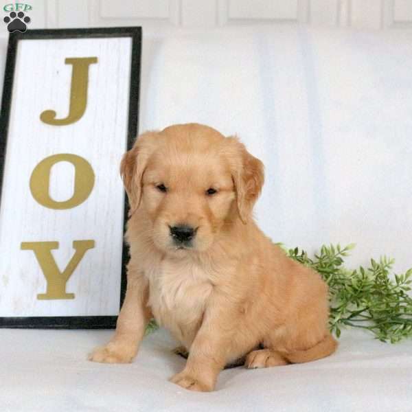 Onyx, Golden Retriever Puppy