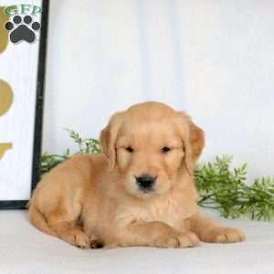 Onyx, Golden Retriever Puppy