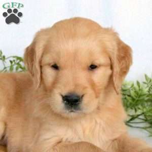 Onyx, Golden Retriever Puppy