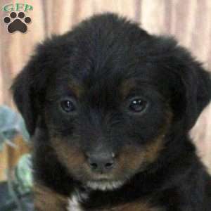 Oona, Blue Heeler Mix Puppy
