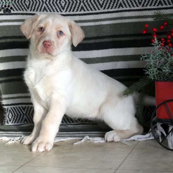 Opal, Yellow Labrador Retriever Puppy