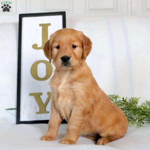 Opal, Golden Retriever Puppy