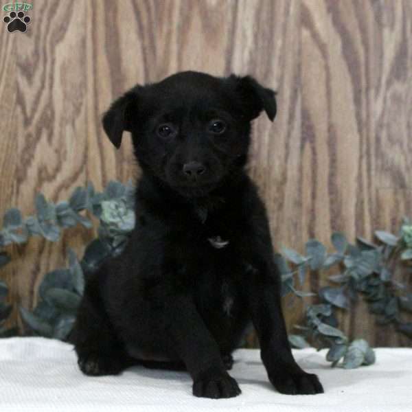 Opal, Blue Heeler Mix Puppy
