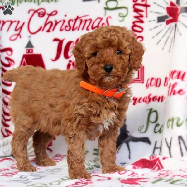 Opal, Miniature Poodle Puppy