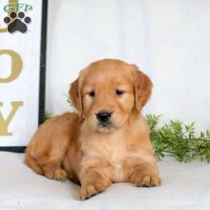 Opal, Golden Retriever Puppy