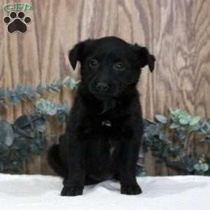 Opal, Blue Heeler Mix Puppy