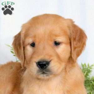 Opal, Golden Retriever Puppy