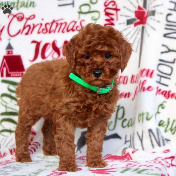 Ophelia, Miniature Poodle Puppy