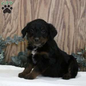 Ophelia, Blue Heeler Mix Puppy