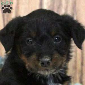 Ophelia, Blue Heeler Mix Puppy