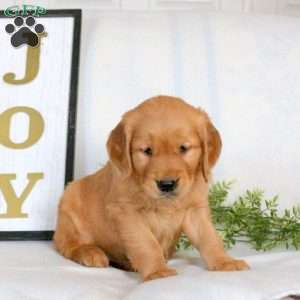 Orbit, Golden Retriever Puppy