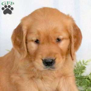 Orbit, Golden Retriever Puppy