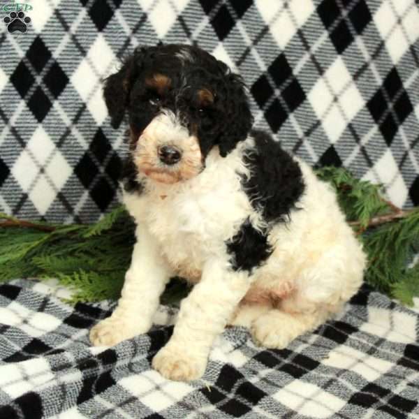 Oreo, Goldendoodle Puppy