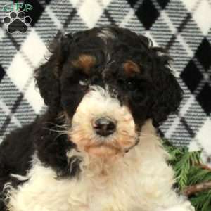 Oreo, Goldendoodle Puppy