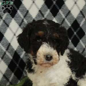 Oreo, Goldendoodle Puppy