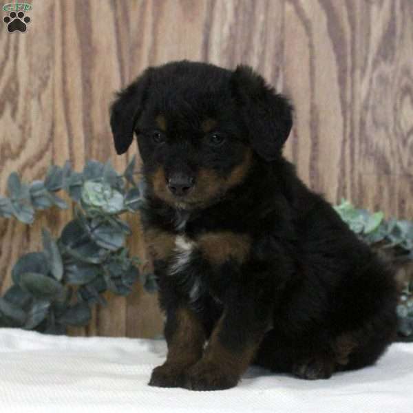 Orion, Blue Heeler Mix Puppy