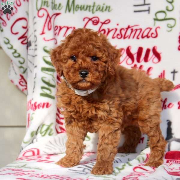 Orion, Miniature Poodle Puppy