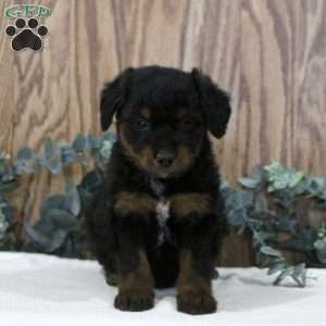 Orion, Blue Heeler Mix Puppy