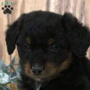 Orion, Blue Heeler Mix Puppy