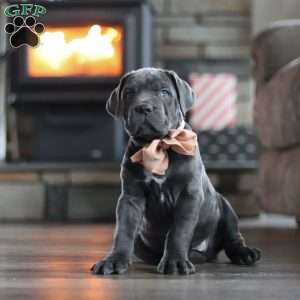 Oscar, Cane Corso Puppy
