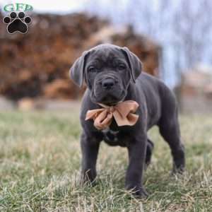 Oscar, Cane Corso Puppy