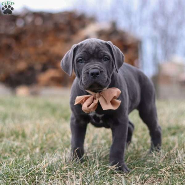 Oscar, Cane Corso Puppy