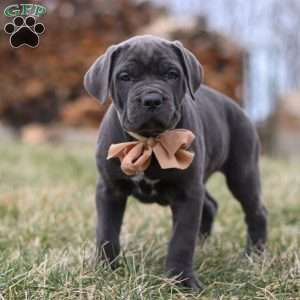 Oscar, Cane Corso Puppy
