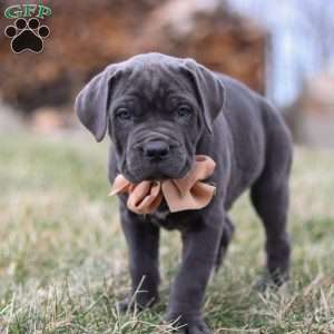 Oscar, Cane Corso Puppy