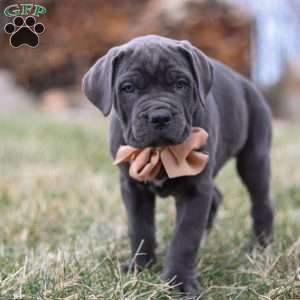 Oscar, Cane Corso Puppy